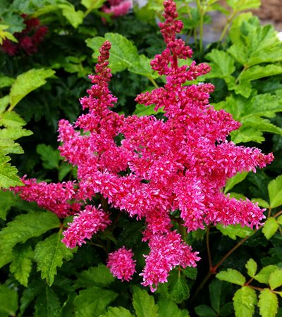 False Spirea Younique™ Carmine